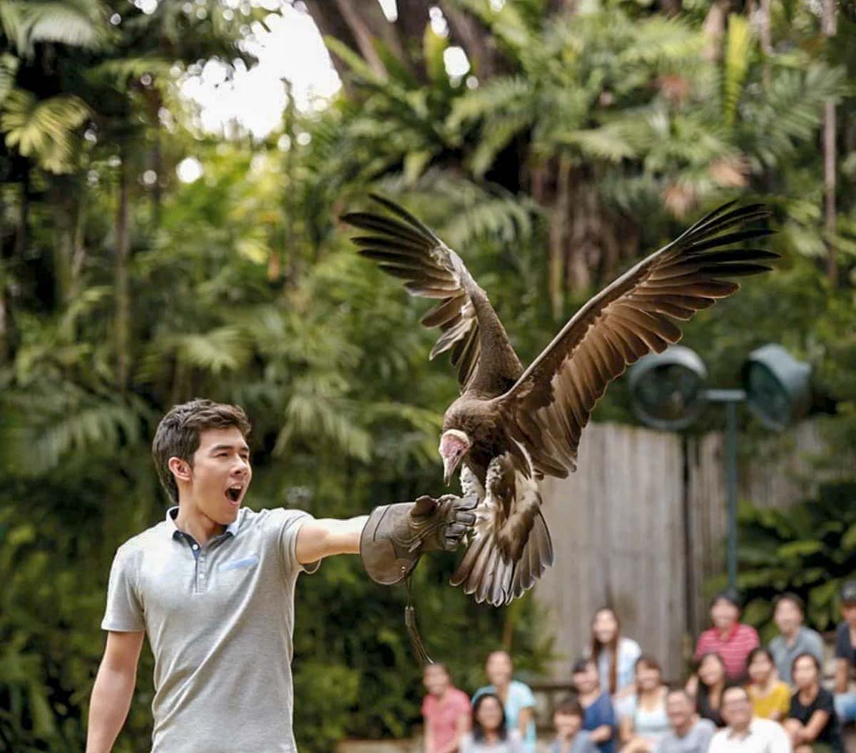 Jurong Bird Park King of the Skies Bird Show - Singapore Attractions