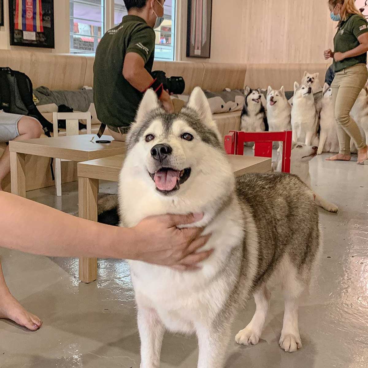 Petting a Siberian Husky in a Husky Cafe - Dog cafes