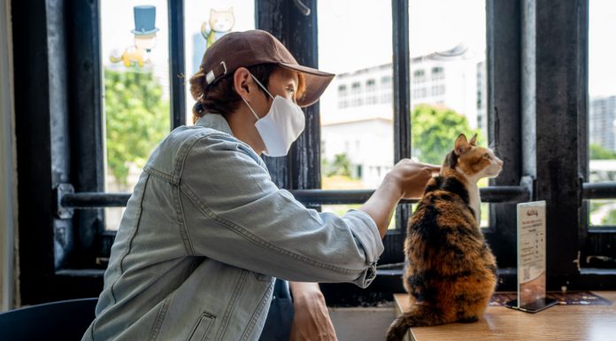 The Cat Cafe Singapore
