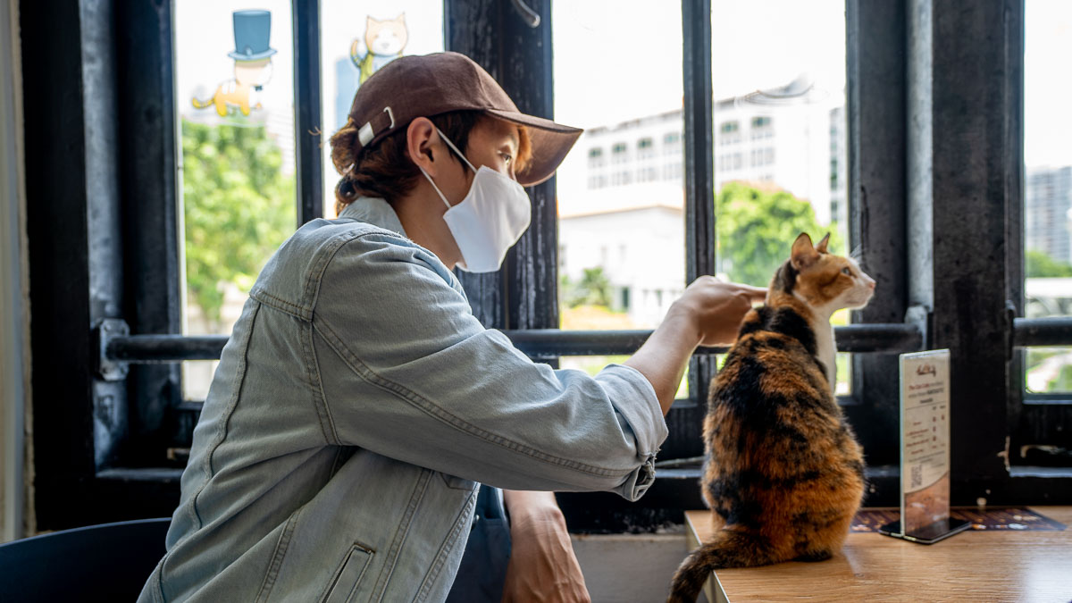 Petting a cat - Dog and Cat Cafes