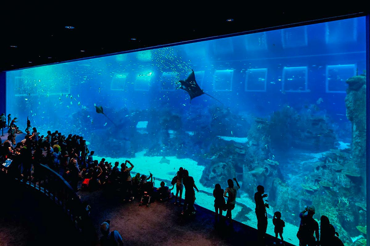 SEA Aquarium Singapore - SingapoRediscovers Vouchers