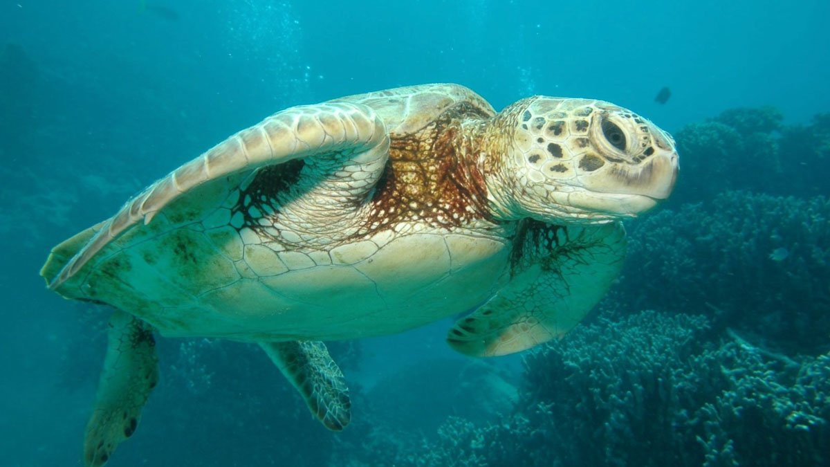 Sea Turtle at Great Barrier Reef Townsville Australia - Holiday Ideas