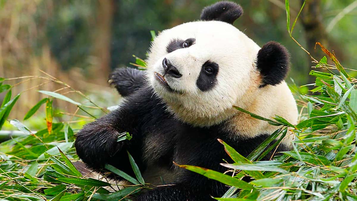 Visit Giant Pandas River Safari Singapore - SingapoRediscovers Vouchers