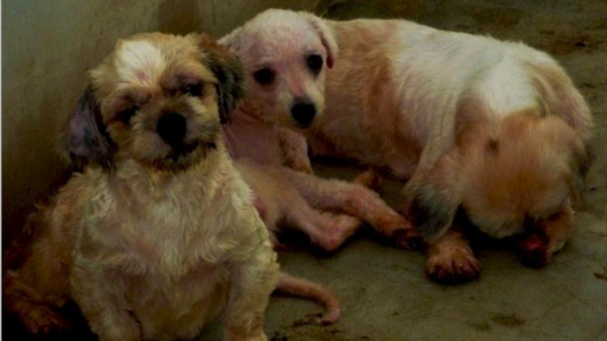 Abused Puppy Mill Dogs - Animal Cafes