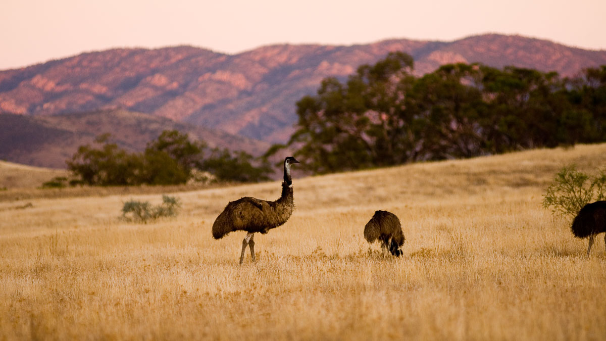 Arkaba Wildlife Conservancy Emus - Things to do in South Australia