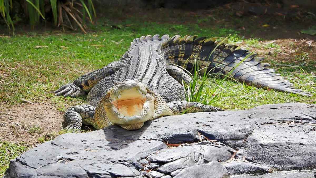 Australia Zoo Crocodile - Things to do in Queensland