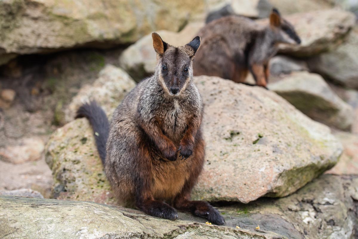 Brush-tailed Rock-Wallaby of Tidbinbilla Nature Reserve - Australian Wildlife
