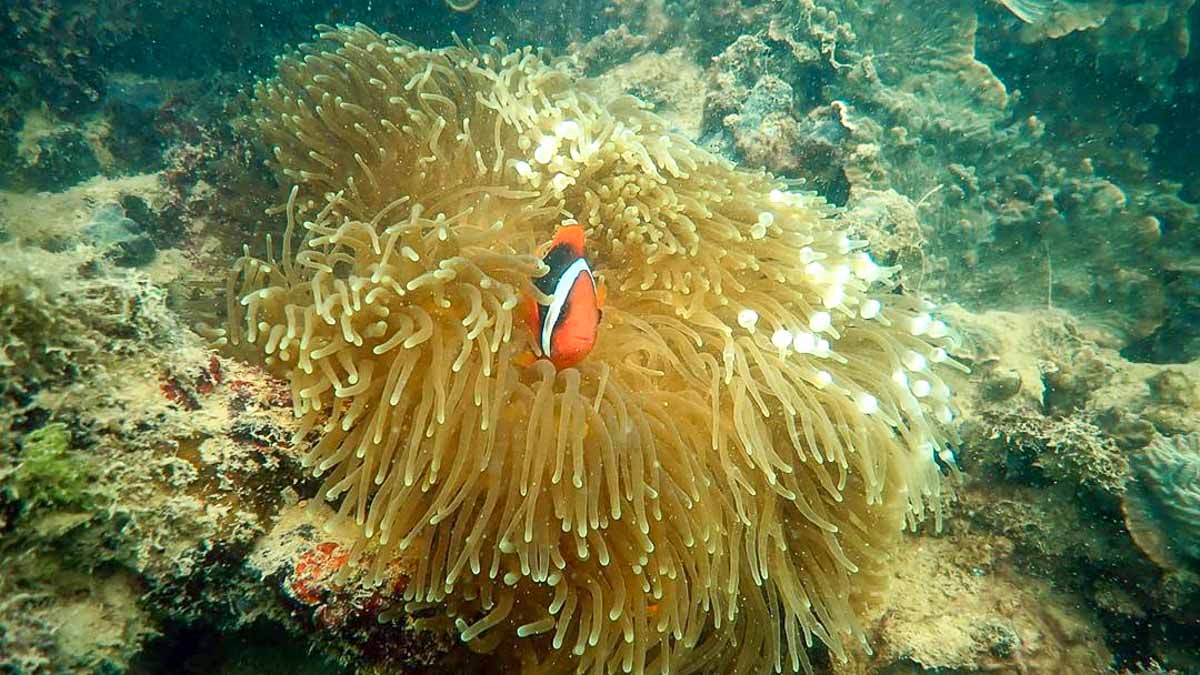 Clown Fish Pulau Hantu - Things to do in Singapore