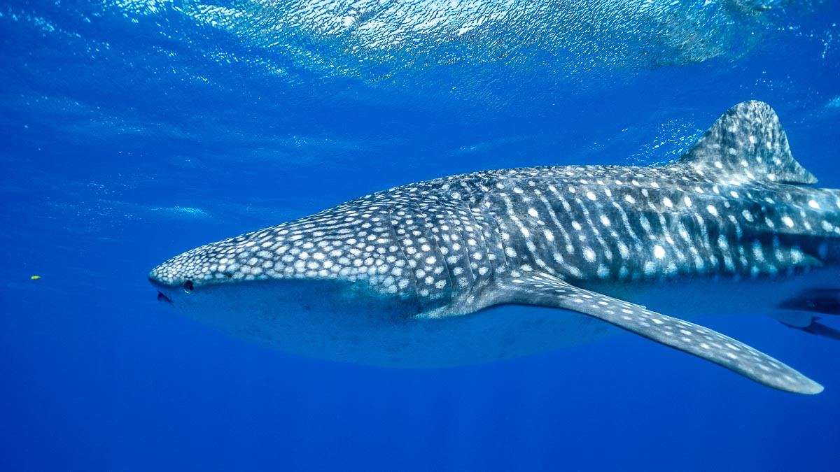 Coral Coast Exmouth Whale Sharks - Things to do in Western Australia