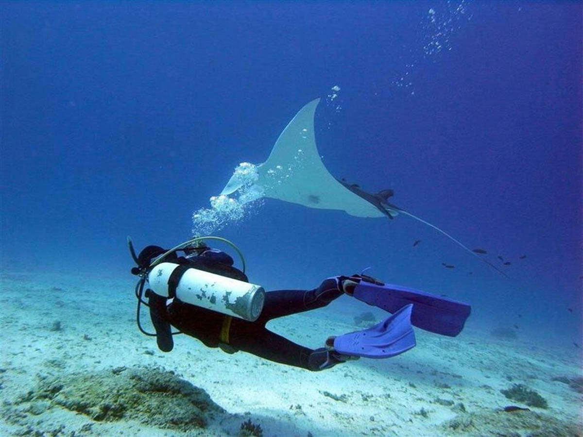 Diving with Manta Ray at Lady Elliot Island Eco Resort, QLD - Australia Wildlife