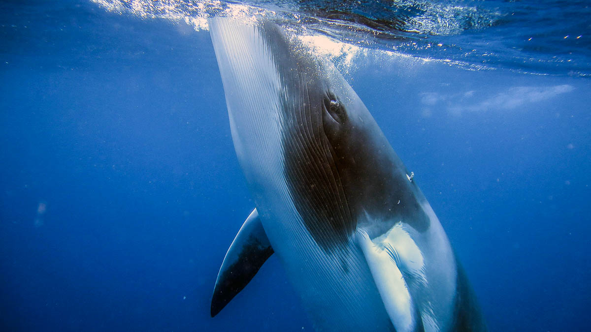 Dwarf Minke Whale Dive Expedition Cairns - Australia Itinerary