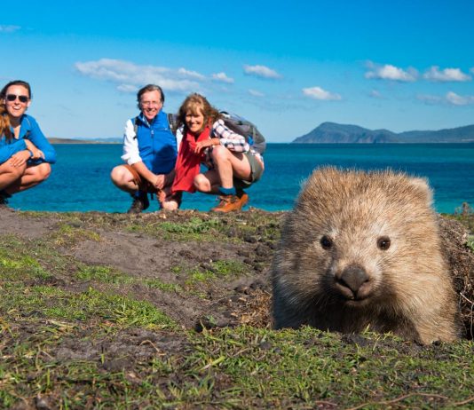 Featured - Australian Wildlife