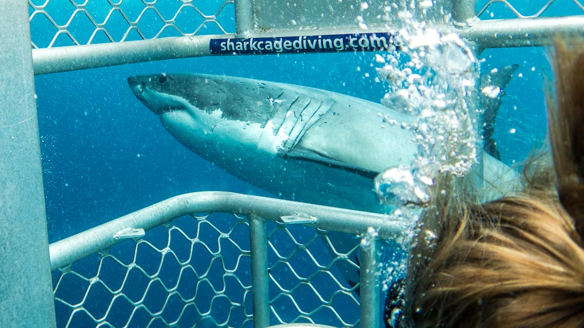 Great White Shark Cage Diving South Australia - Things to do in South Australia