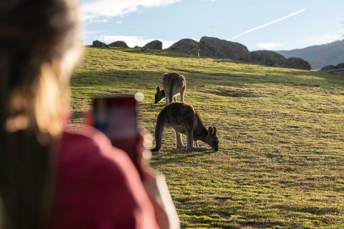 Kangaroos at Tidbinbilla Nature Reserve, ACT - Australia Wildlife