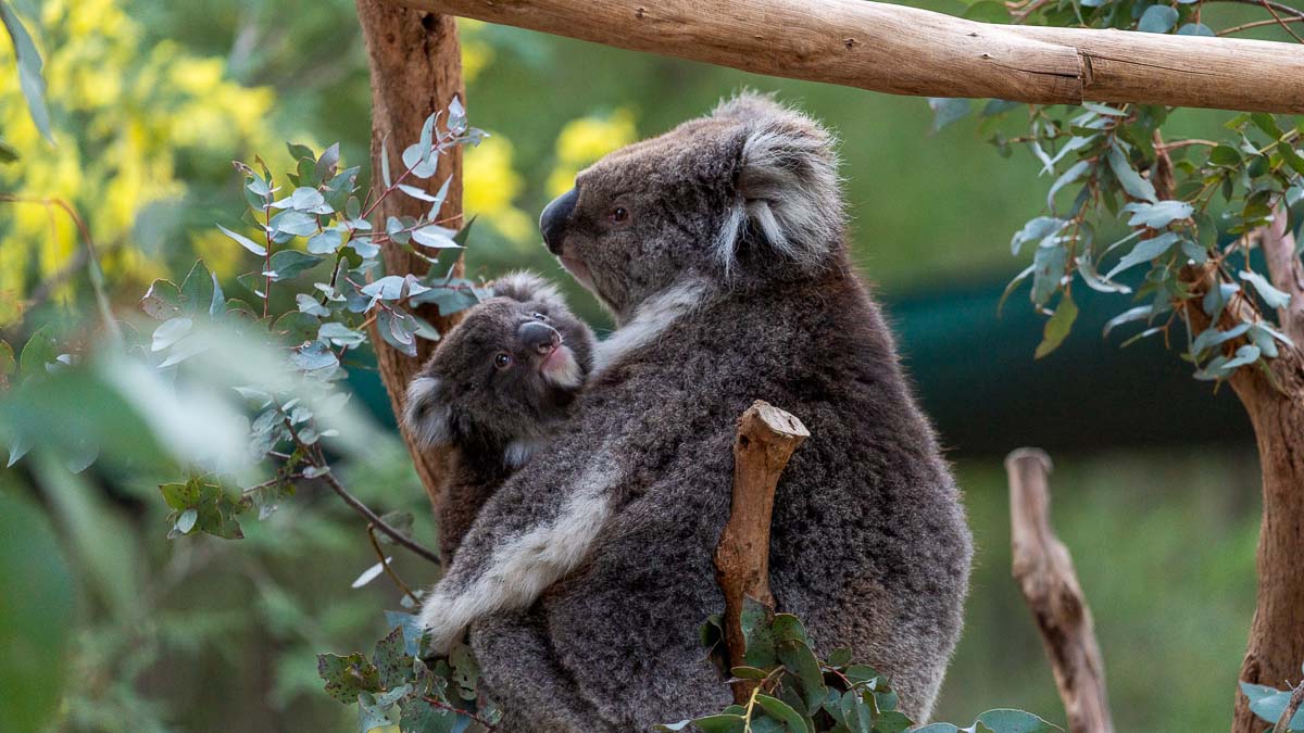 Koalas at Tidbinbilla Nature Reserve - Things to do in Australia Capital Territory