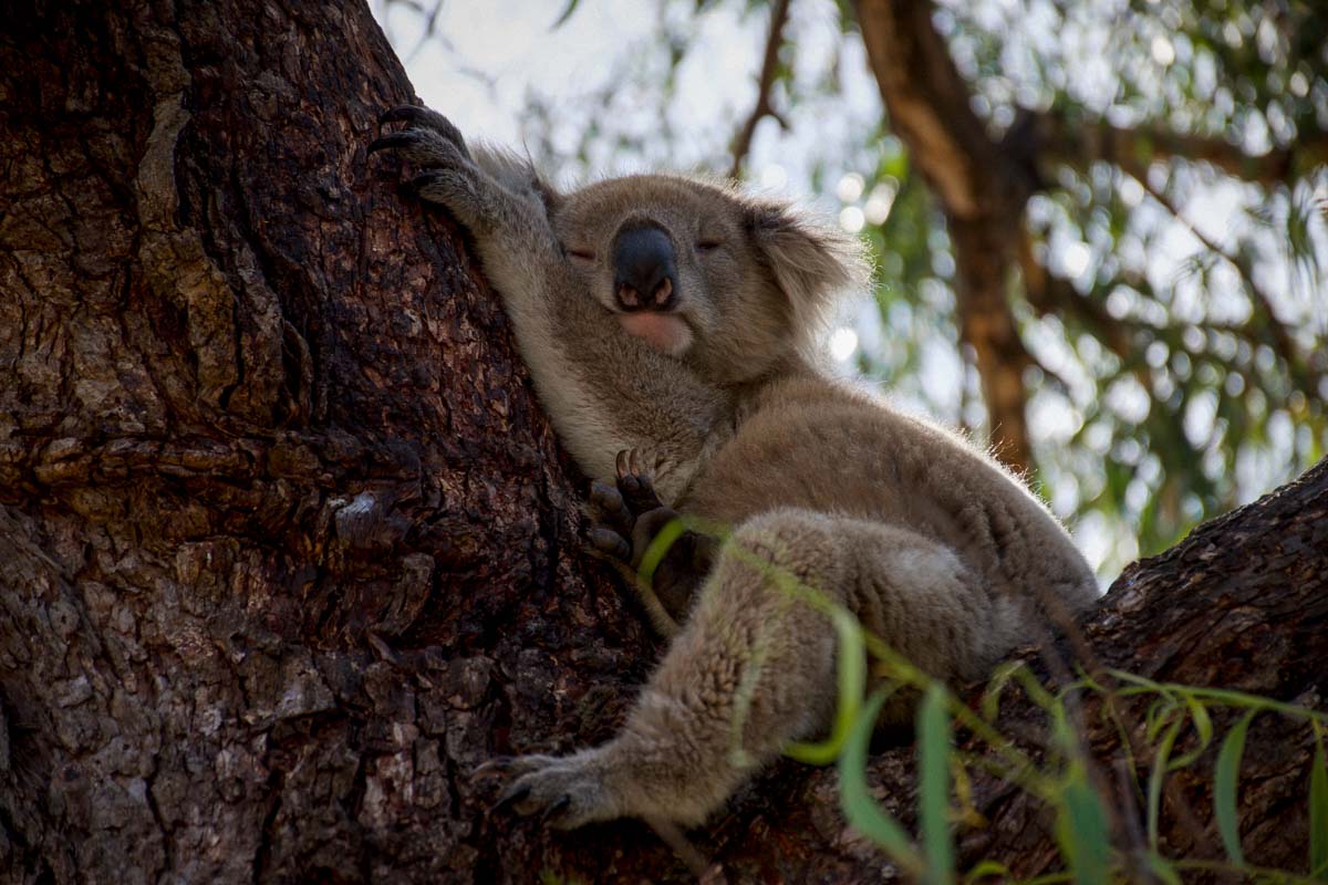 Koalas on Raymond Island - Unique Australia Wildlife Encounters