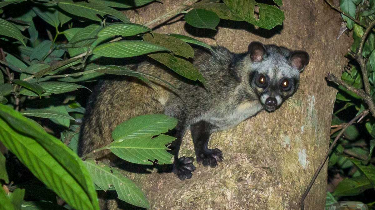 Lemur in the night The Untamed Paths – SingapoRediscover Vouchers