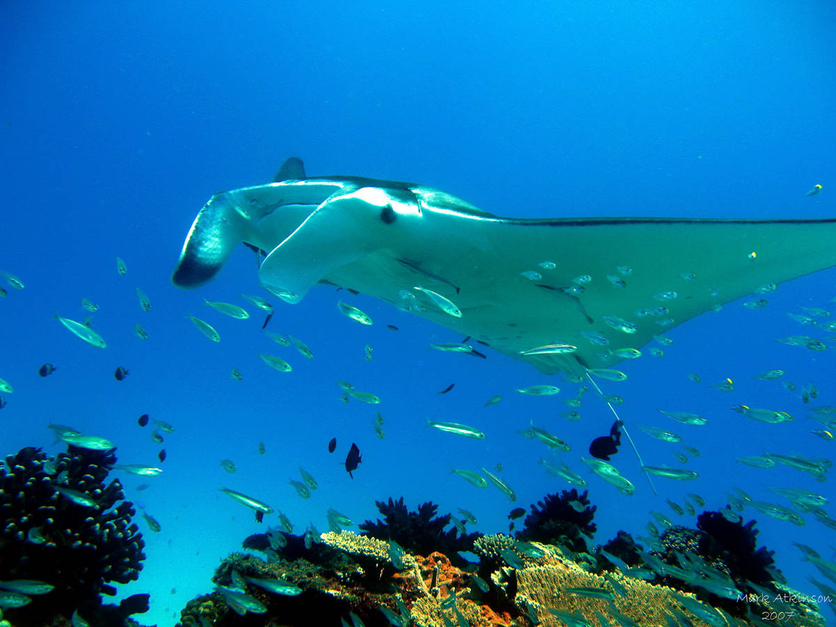 Manta ray Lady Elliot Island - Australia Wildlife