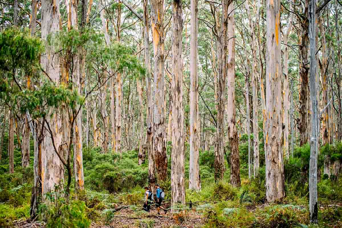 Margaret River Cape to Cape Walk by Walk Into Luxury - Visit Australia