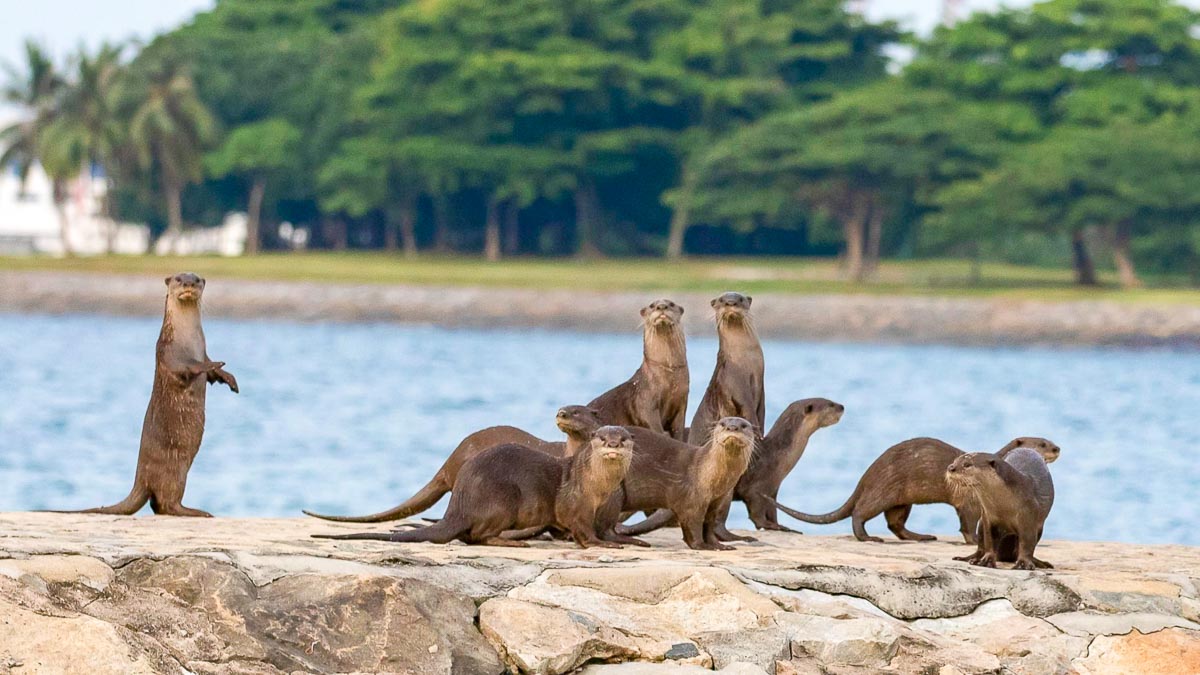 Otters in Singapore - SingapoRediscovers Vouchers