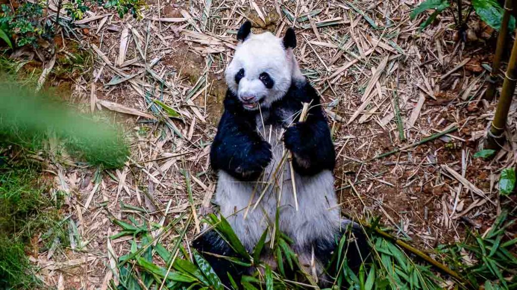 Panda at River Safari - Things to do in Singapore