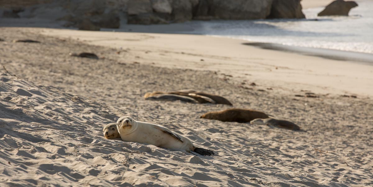 Sea Lions on Seal Bay of Kangaroo Island - Australia Wildlife_