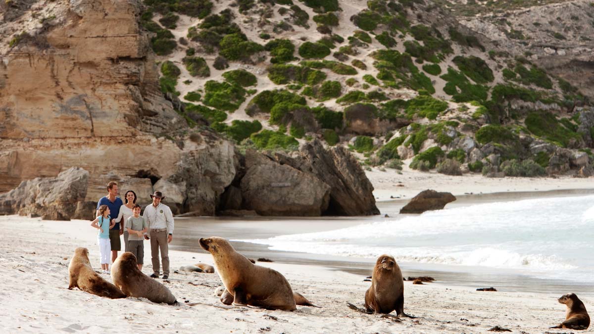 Sea lions on Seal Bay of Kangaroo Island - Australian Wildlife