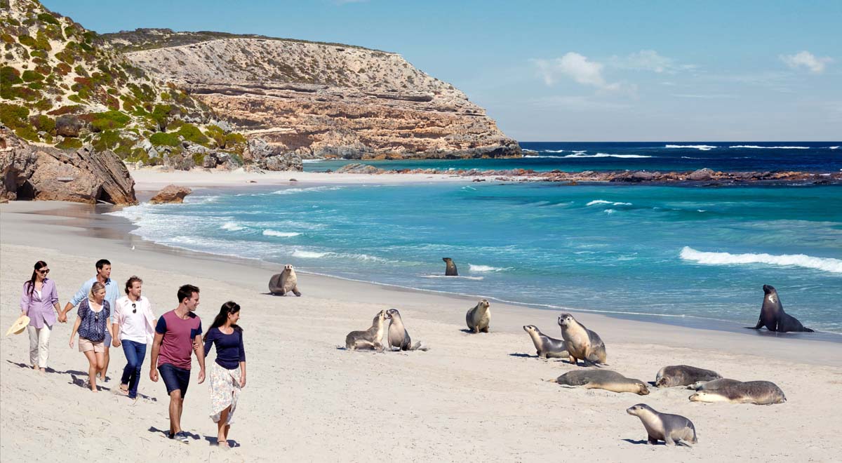 Seal Bay sea lions on beach - Australian Wildlife Encounters