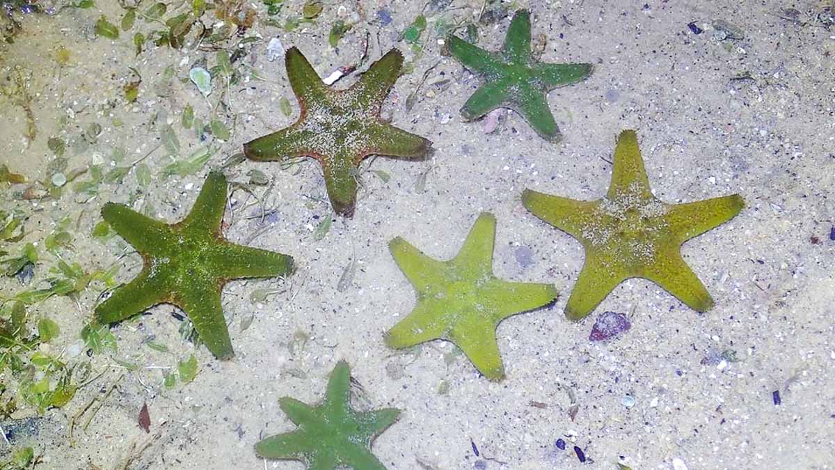 Starfish at St John's Island - Southern Islands Staycation