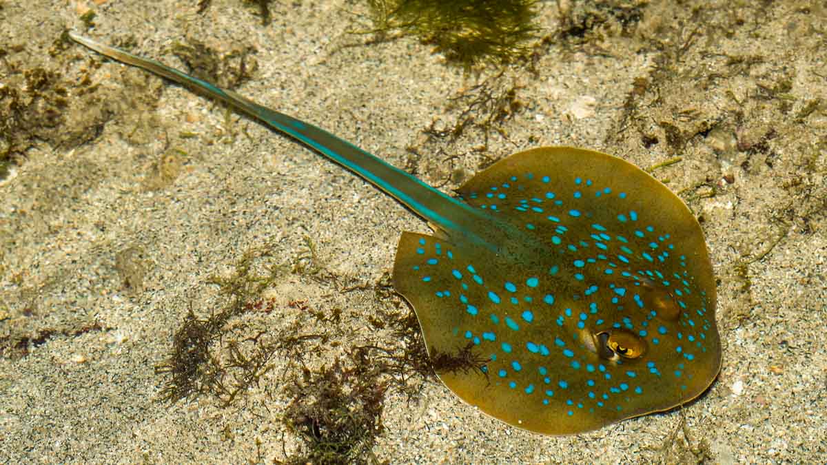 Stingray at low tide The Untamed Paths - Things to do in Singapore