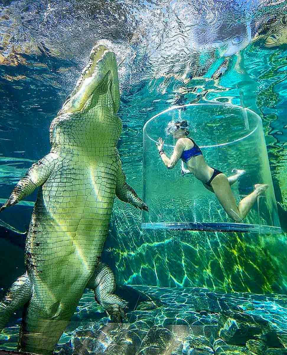 Swimming with Crocodiles at Crocosaurus Cove Northern Territory - Visit Australia