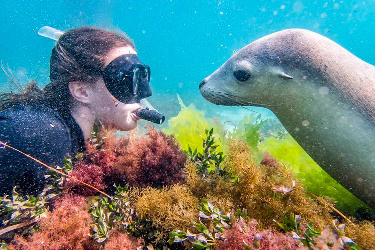 Swimming with Sea Lions in Eyre Peninsula South Australia - Visit Australia