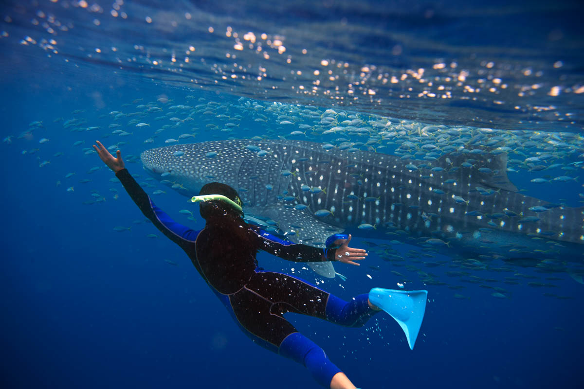 Swimming with Whale sharks at Ningaloo Reef, Exmouth - Australia Wildlife