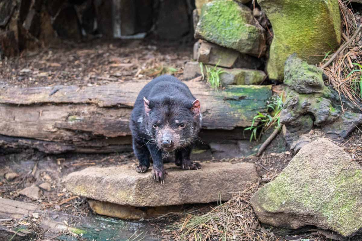 Tasmanian devil in Tasmania - Australian Wildlife