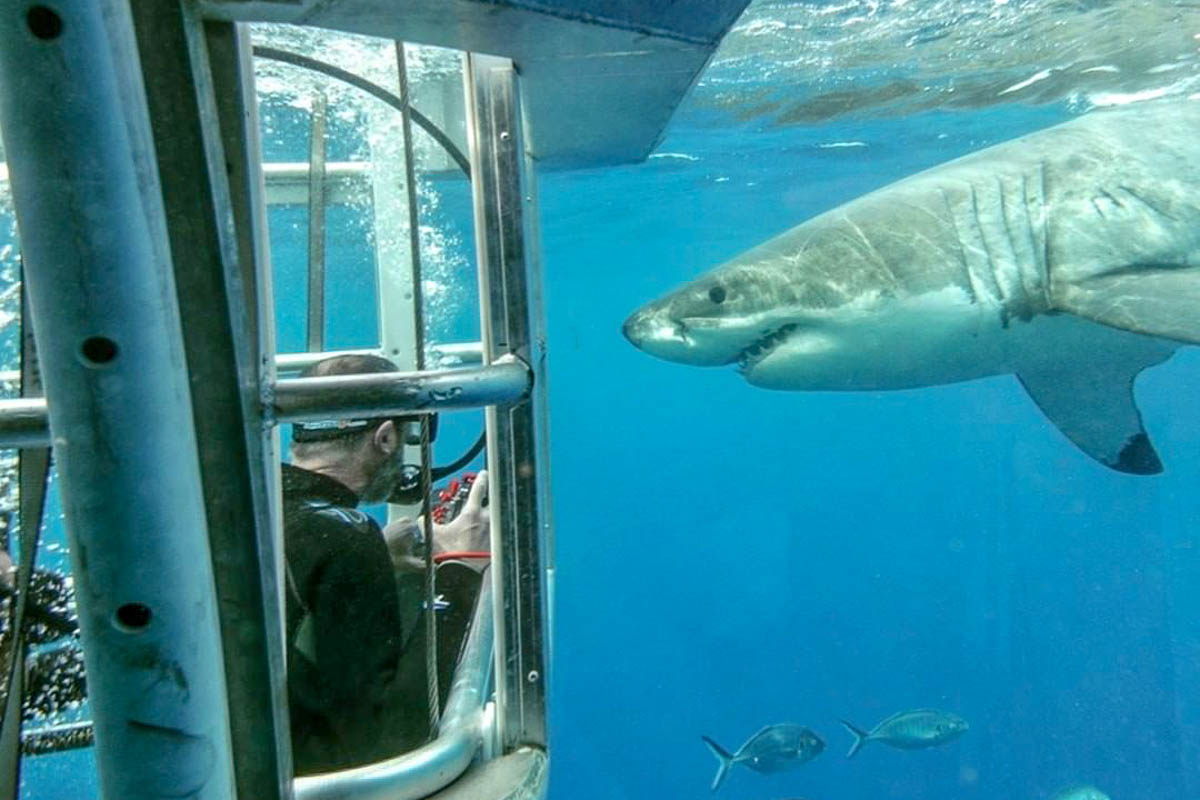 Ultimate Ocean Safari Cage Diving with Great White Sharks at Eyre Peninsula - Travelling in South Australia