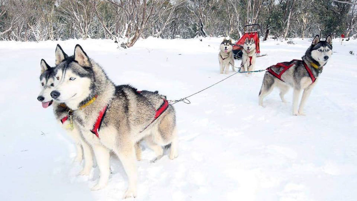 Victoria High Country Husky Sledding - Australia Itinerary