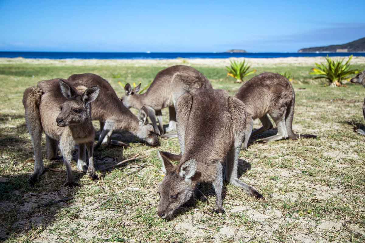 Wild kangaroos at Pebbly Beach, Murramarang National Park, Shoalhaven, NSW - Australia Wildlife