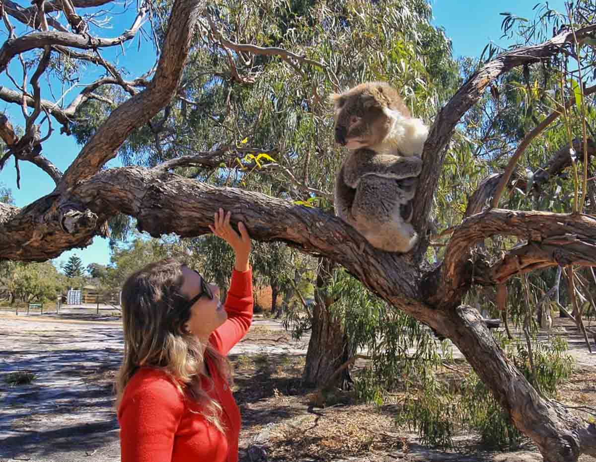 Woman looking at Koala on Raymond Island Australia - Australia Wildlife Encounters