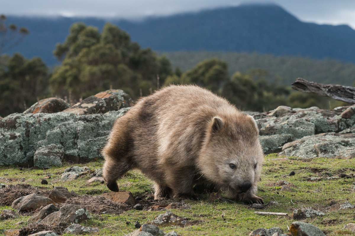 Wombats on Maria Island, Tasmania - Unique Australia Wildlife