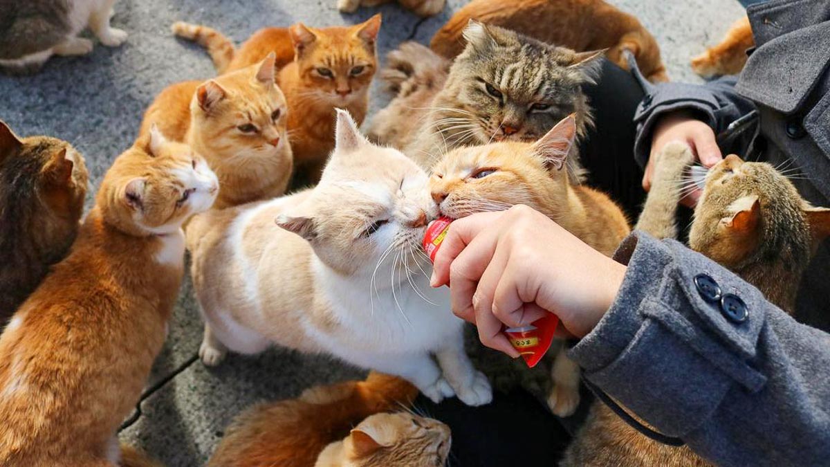 Aoshima Cats Eating - Ehime Japan