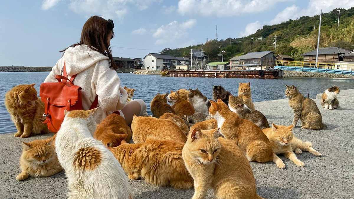Aoshima Cat Island - Things to do in Japan