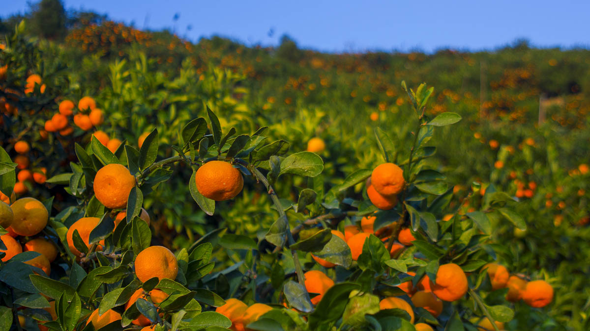 Mikan Oranges - Ehime Japan