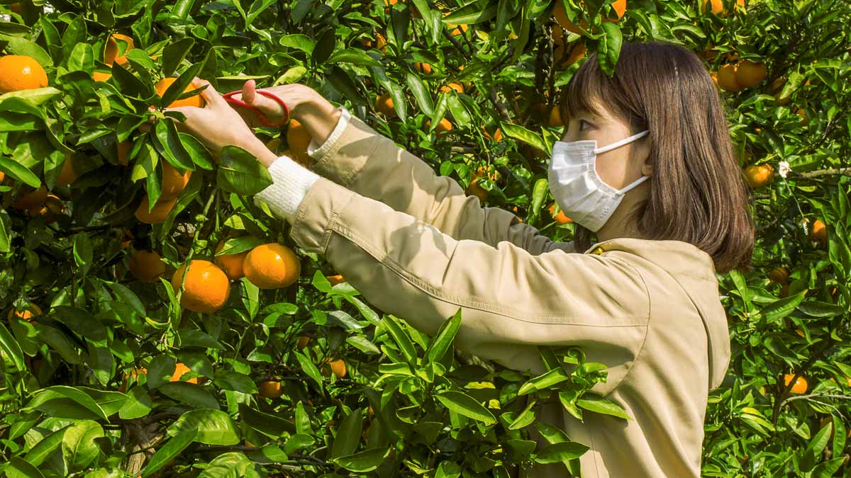 Lady Picking Mikan - Ehime Japan