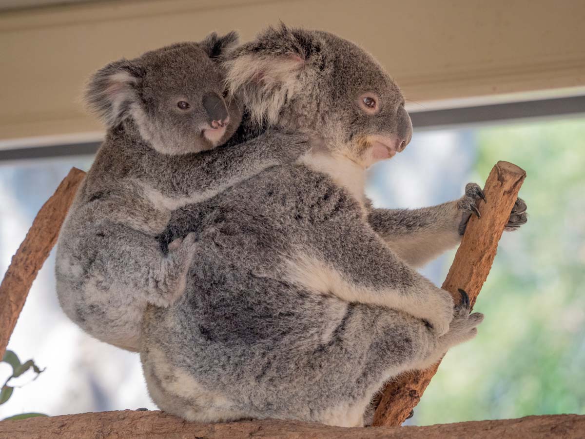 Lone Pine Koala Sanctuary - Best places to visit in Australia