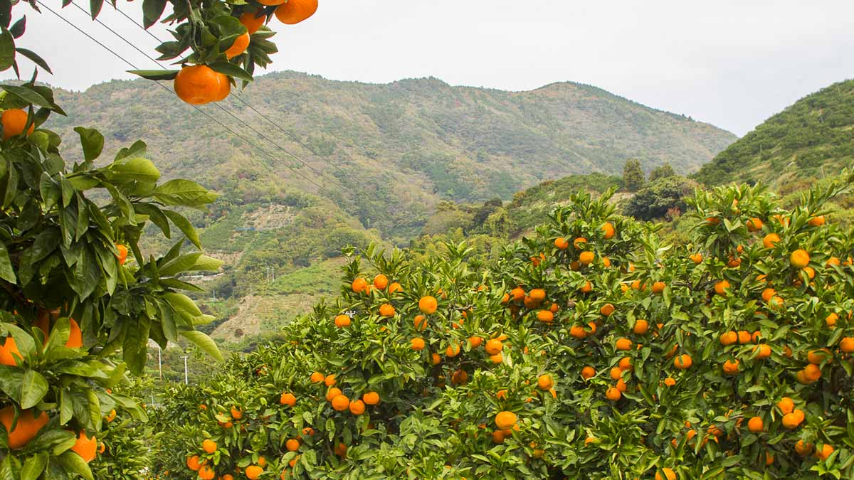 Mikan Oranges - Ehime Japan