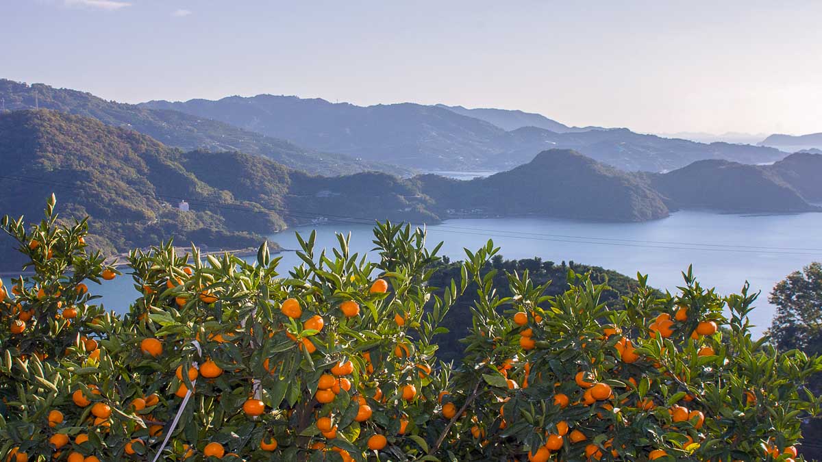 Mikan Trees Facing the Ocean - Ehime Japan