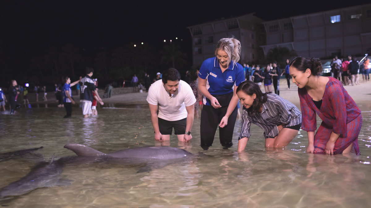 Tangalooma Dolphin Feeding - Best places to visit in Australia