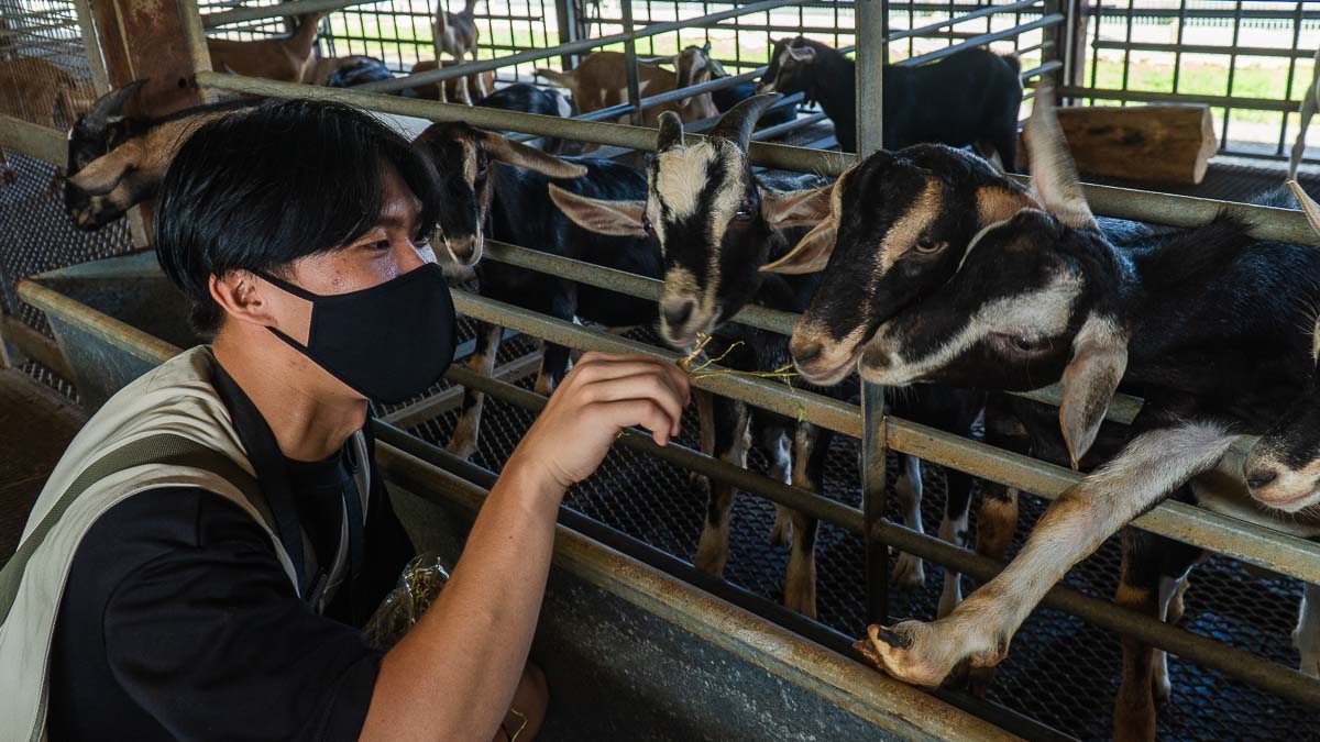 Hay Dairies Goat Feeding - Things to do in Singapore