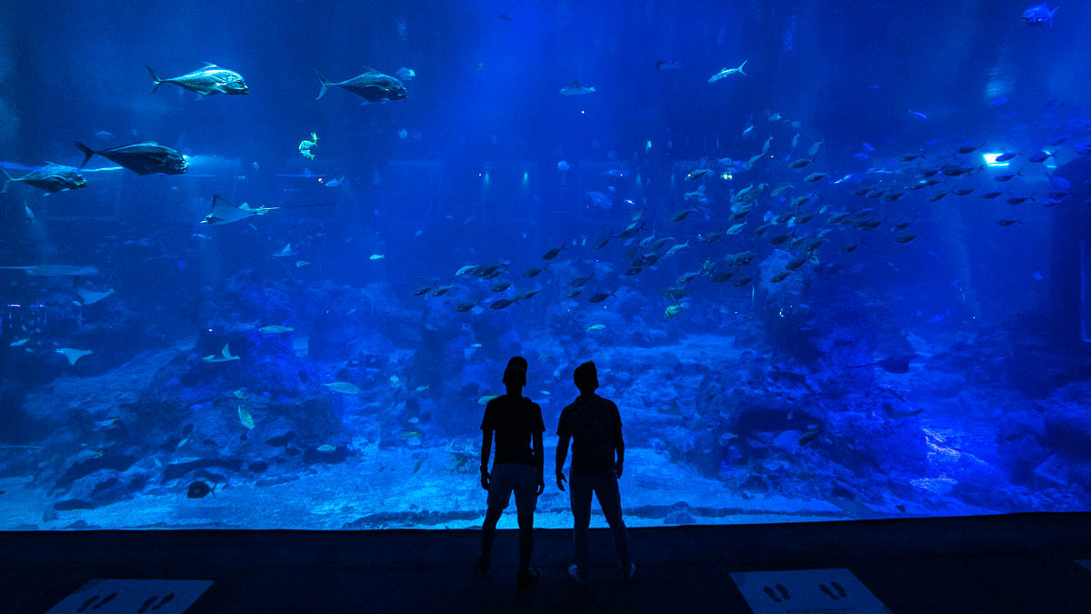 S.E.A. Aquarium Large Viewing Tank - Singapore Workcation