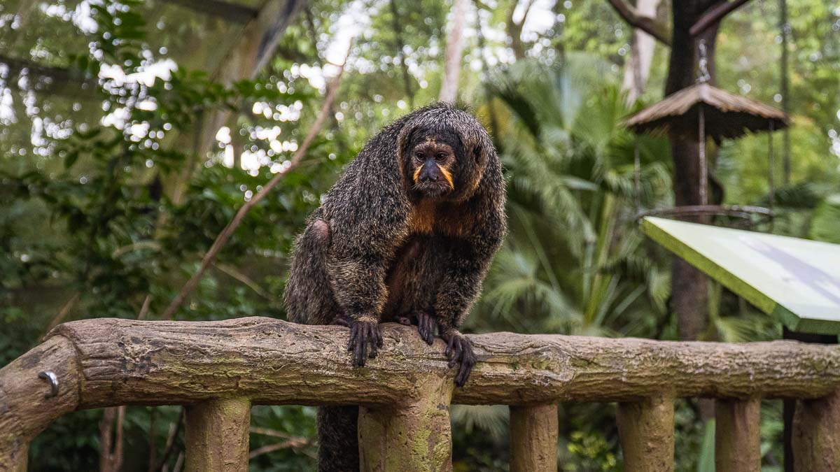 Singapore Zoo Monkey in Fragile Forest - Things to do in Singapore